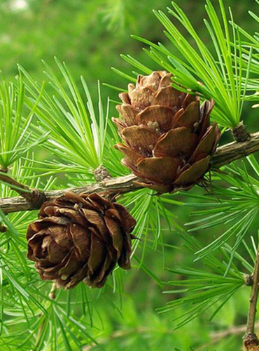 lesn pestirel 370 x 500