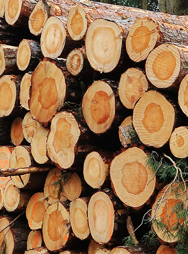 vykupo dreva 370 x 500
