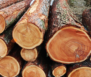 klesnil web 300x254 02