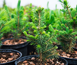 klesnil web 300x254 03