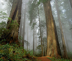 klesnil web 300x254 04