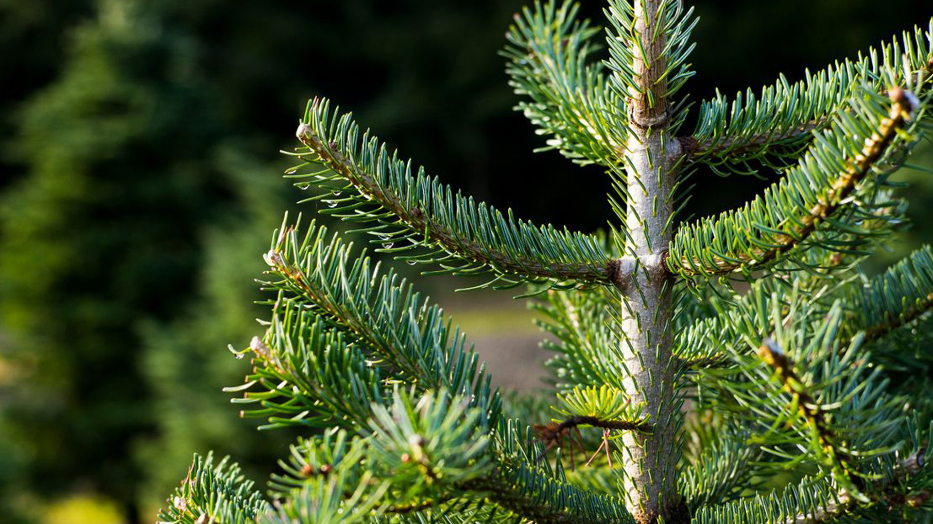 klesnil titul1920x1080 09